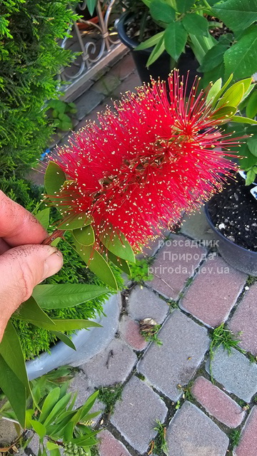 Каллістемон (Callistemon) ФОТО (5) Каллістемон (Callistemon) ФОТО Розсадник рослин Природа (5)