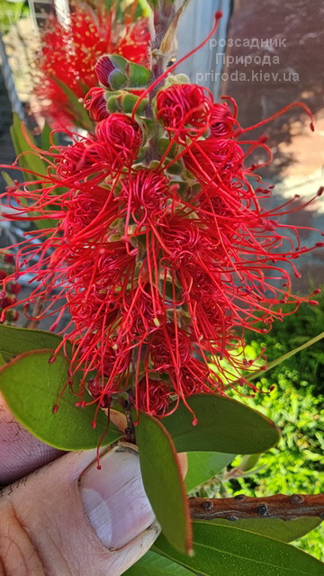 Каллістемон (Callistemon) ФОТО (6) Каллістемон (Callistemon) ФОТО Розсадник рослин Природа (6)