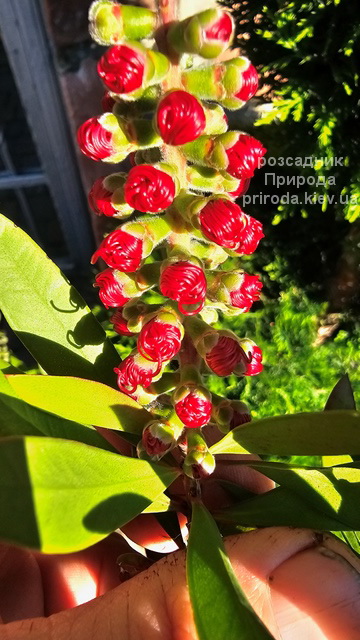 Каллістемон (Callistemon) ФОТО (7) Каллістемон (Callistemon) ФОТО Розсадник рослин Природа (7)