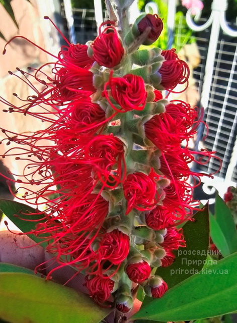 Каллістемон (Callistemon) ФОТО (8) Каллістемон (Callistemon) ФОТО Розсадник рослин Природа (8)