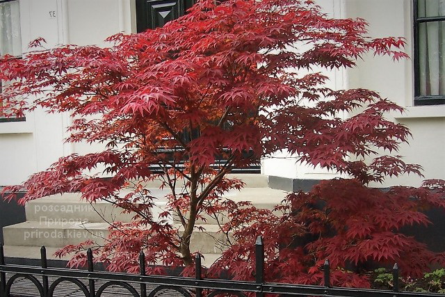 klen-japonskij-atropurpureum (1)