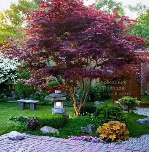 klen-japonskij-atropurpureum (2)