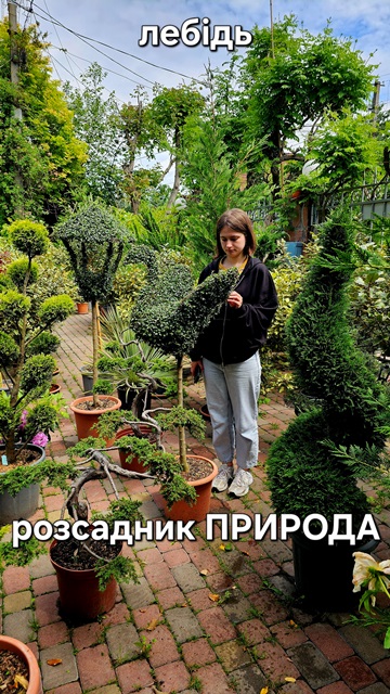 Топиарий Лебедь из Бирючины Делавея ФОТО (1) Топиарий Лебедь из Бирючины Делавея ФОТО Розсадник рослин Природа (1)