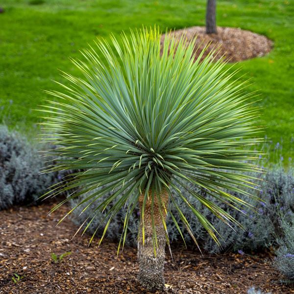 yucca-rostrara Юкка дзьобоподібна (Yucca rostrata) ФОТО Розсадник рослин Природа