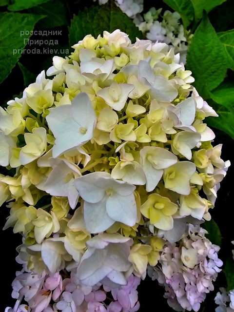 Гортензія великолиста Брайд (Hydrangea macrophylla Bride) ФОТО (1) Гортензія великолиста Брайд (Hydrangea macrophylla Bride) ФОТО Розсадник рослин Природа