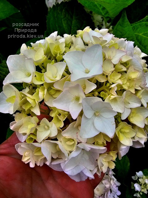 Гортензія великолиста Брайд (Hydrangea macrophylla Bride) ФОТО (2) Гортензія великолиста Брайд (Hydrangea macrophylla Bride) ФОТО Розсадник рослин Природа