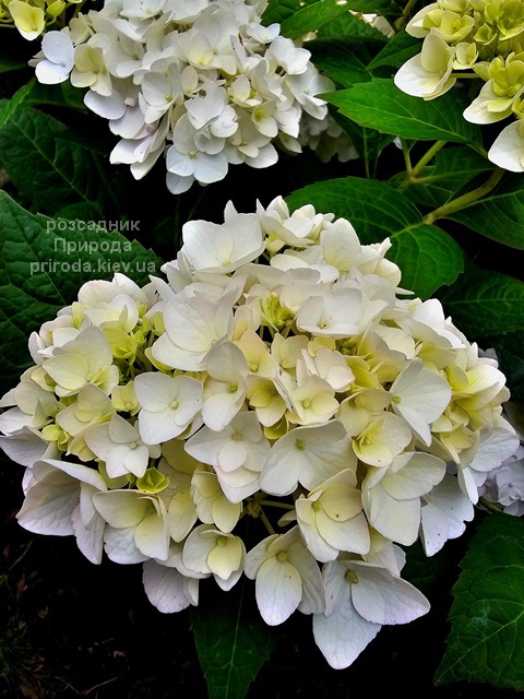 Гортензія великолиста Брайд (Hydrangea macrophylla Bride) ФОТО (3) Гортензія великолиста Брайд (Hydrangea macrophylla Bride) ФОТО Розсадник рослин Природа