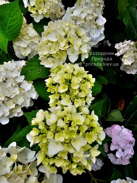Гортензія великолиста Брайд (Hydrangea macrophylla Bride) ФОТО (4) Гортензія великолиста Брайд (Hydrangea macrophylla Bride) ФОТО Розсадник рослин Природа