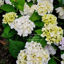 Гортензія великолиста Брайд (Hydrangea macrophylla Bride) ФОТО Розсадник рослин Природа