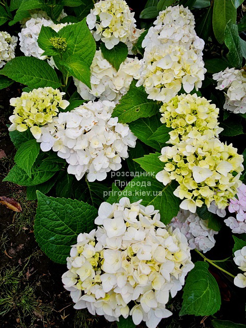 Гортензія великолиста Брайд (Hydrangea macrophylla Bride) ФОТО (5) Гортензія великолиста Брайд (Hydrangea macrophylla Bride) ФОТО Розсадник рослин Природа