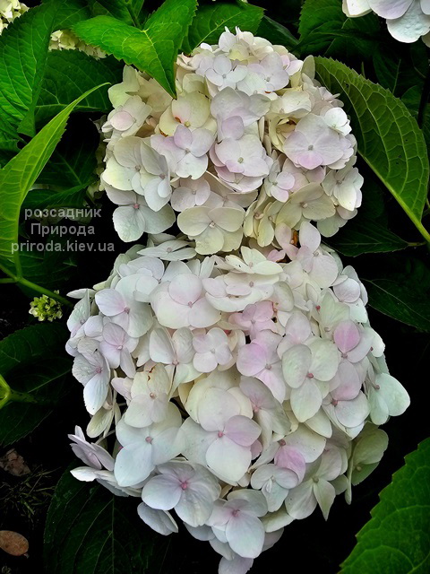 Гортензія великолиста Брайд (Hydrangea macrophylla Bride) ФОТО (6) Гортензія великолиста Брайд (Hydrangea macrophylla Bride) ФОТО Розсадник рослин Природа