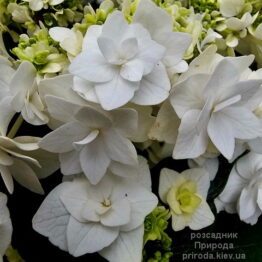 Гортензія великолиста Доппіо Б'янко (Hydrangea macrophylla Doppio Bianco) ФОТО Розсадник рослин Природа (1)
