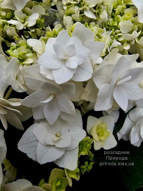 Гортензія великолиста Доппіо Б'янко (Hydrangea macrophylla Doppio Bianco) ФОТО (1) Гортензія великолиста Доппіо Б'янко (Hydrangea macrophylla Doppio Bianco) ФОТО Розсадник рослин Природа (1)
