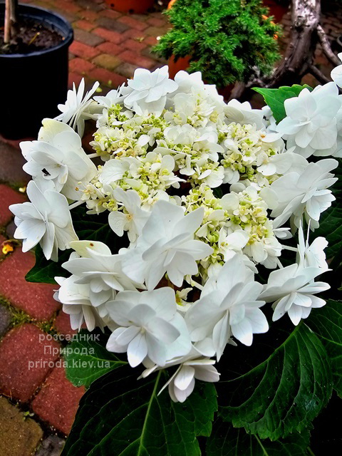 Гортензія великолиста Доппіо Б'янко (Hydrangea macrophylla Doppio Bianco) ФОТО (10) Гортензія великолиста Доппіо Б'янко (Hydrangea macrophylla Doppio Bianco) ФОТО Розсадник рослин Природа