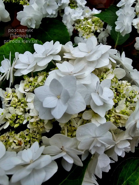 Гортензія великолиста Доппіо Б'янко (Hydrangea macrophylla Doppio Bianco) ФОТО (11) Гортензія великолиста Доппіо Б'янко (Hydrangea macrophylla Doppio Bianco) ФОТО Розсадник рослин Природа