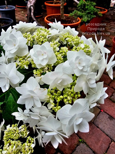 Гортензія великолиста Доппіо Б'янко (Hydrangea macrophylla Doppio Bianco) ФОТО (12) Гортензія великолиста Доппіо Б'янко (Hydrangea macrophylla Doppio Bianco) ФОТО Розсадник рослин Природа