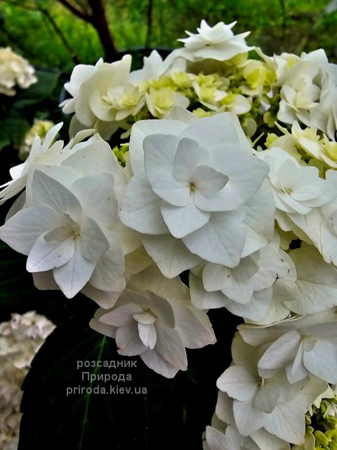 Гортензія великолиста Доппіо Б'янко (Hydrangea macrophylla Doppio Bianco) ФОТО (2) Гортензія великолиста Доппіо Б'янко (Hydrangea macrophylla Doppio Bianco) ФОТО Розсадник рослин Природа