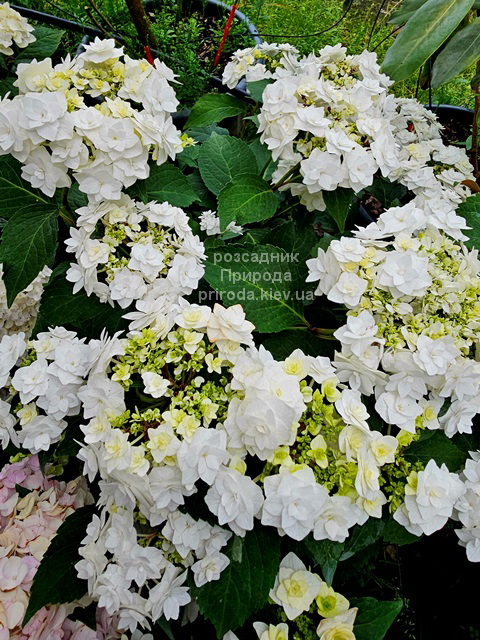Гортензія великолиста Доппіо Б'янко (Hydrangea macrophylla Doppio Bianco) ФОТО (3) Гортензія великолиста Доппіо Б'янко (Hydrangea macrophylla Doppio Bianco) ФОТО Розсадник рослин Природа