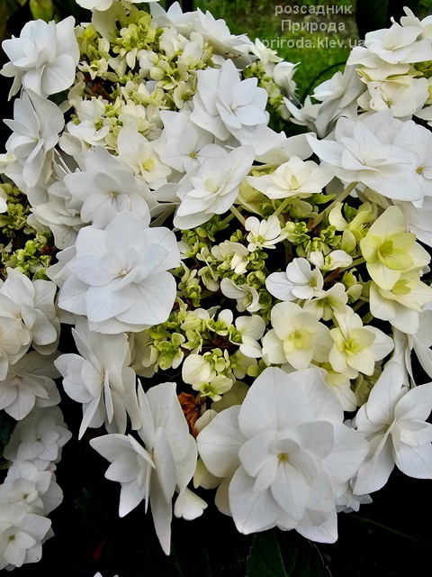 Гортензія великолиста Доппіо Б'янко (Hydrangea macrophylla Doppio Bianco) ФОТО (5) Гортензія великолиста Доппіо Б'янко (Hydrangea macrophylla Doppio Bianco) ФОТО Розсадник рослин Природа