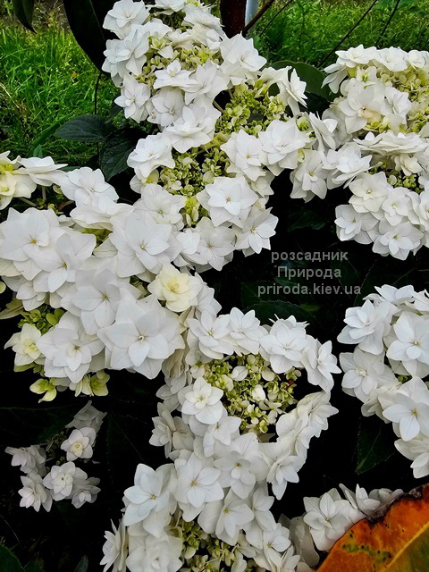 Гортензія великолиста Доппіо Б'янко (Hydrangea macrophylla Doppio Bianco) ФОТО (6) Гортензія великолиста Доппіо Б'янко (Hydrangea macrophylla Doppio Bianco) ФОТО Розсадник рослин Природа