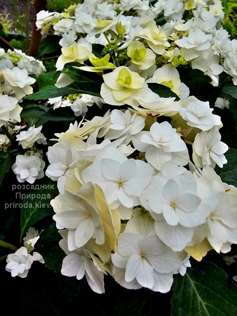 Гортензія великолиста Доппіо Б'янко (Hydrangea macrophylla Doppio Bianco) ФОТО (7) Гортензія великолиста Доппіо Б'янко (Hydrangea macrophylla Doppio Bianco) ФОТО Розсадник рослин Природа