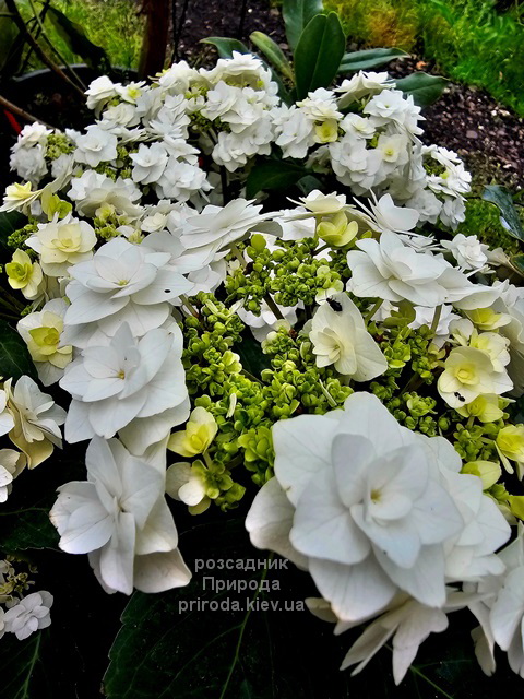 Гортензія великолиста Доппіо Б'янко (Hydrangea macrophylla Doppio Bianco) ФОТО (8) Гортензія великолиста Доппіо Б'янко (Hydrangea macrophylla Doppio Bianco) ФОТО Розсадник рослин Природа