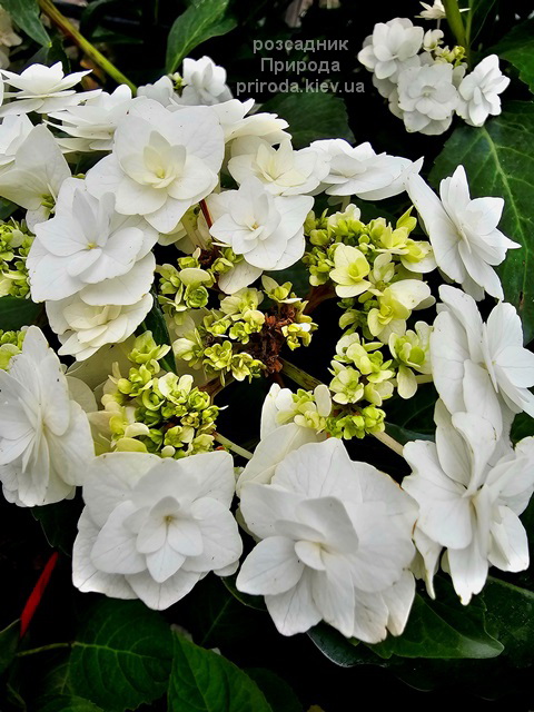 Гортензія великолиста Доппіо Б'янко (Hydrangea macrophylla Doppio Bianco) ФОТО (9) Гортензія великолиста Доппіо Б'янко (Hydrangea macrophylla Doppio Bianco) ФОТО Розсадник рослин Природа
