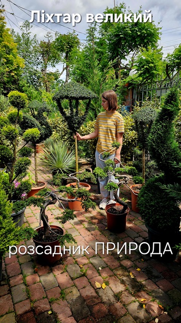 Топіарій Ліхтар із Бірючини Делавея великий ФОТО (4) Топіарій Ліхтар із Бірючини Делавея великий ФОТО Розсадник рослин Природа (4)