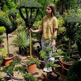 Топіарій Ліхтар із Бірючини Делавея великий ФОТО Розсадник рослин Природа (5)