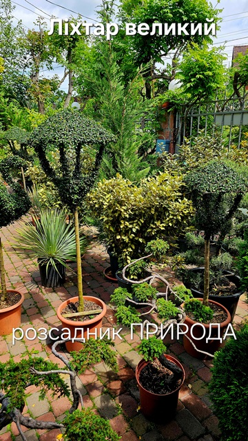 Топіарій Ліхтар із Бірючини Делавея великий ФОТО (7) Топіарій Ліхтар із Бірючини Делавея великий ФОТО Розсадник рослин Природа (7)